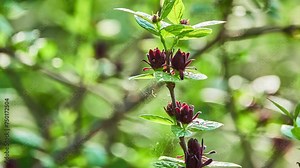 Calycanthus floridus, commonly called Carolina allspice, is a dense, rounded deciduous shrub with a suckering habit tall with an equal or slightly greater spread.