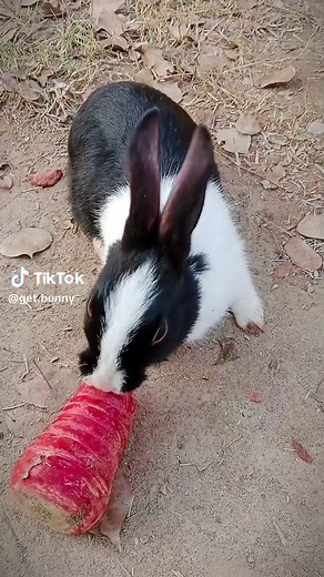 Engaging Bunny Videos for Animal Lovers