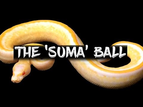 The 'Suma' Ball Python