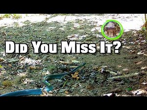 Did You See the Frog Escape? Snake vs Frog Trail Cam