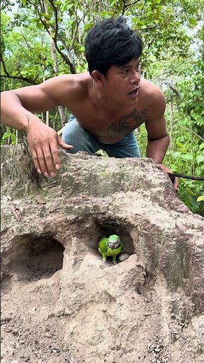 A man helps remove an eagle from a parrot's nest.
