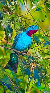 The Spangled Cotinga, another magnificent bird of the tropical forests of the Brazilian Amazon. @swarovskioptik_birding @phoneskopebirding @globalbirding #birdingtours #nature #adventures #wonderful_places #culture #brazil #experince #vip #tours #travel #birding #birdingphotography #birdersofinstagram #wonderful #photooftheday #naturevideo #wildlife #marriott #beaksandpeaks #hummingbird #instatravel #instanature #ecotourism #travel #tourism #conservation #diggiscoping #elite | Beaks and Peaks Bi