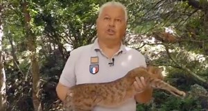 New Feline Species, The 'Fox-Cat' Discovered On a French Island