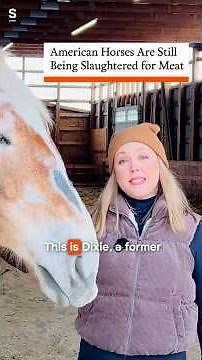 American Horses Are Still Being Slaughtered for Meat Abroad