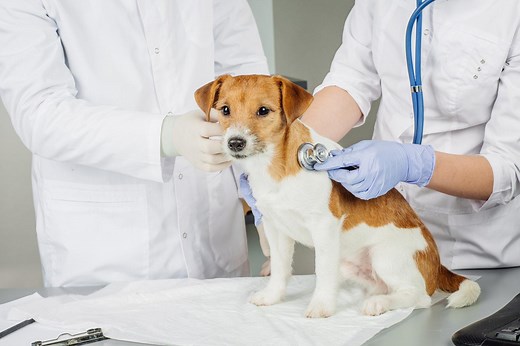 Normal Vital Signs In Dogs - EVERYTHING you need to know!