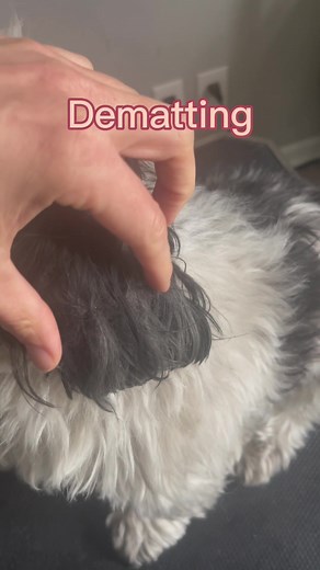 Dematting without damaging the coat If hpure wondering what detangler and tools im ising, check out the free guide in my profile. Or message me the wird “guide” and I’ll send it over to you 🐾🐶 #doggroomingtips #dogbrushing #dematting