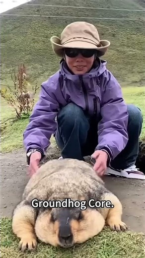 Groundhog 🤣 #foryou #funny #groundhogs #anim