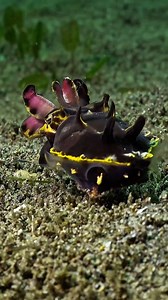 The flamboyant cuttlefish uses specialized chromatophores to rapidly shift its skin color and texture in a stunning display of dynamic camouflage and communication — a process that, paired with its rhythmic movement, resembles a biological dance synced to the ocean’s pulse. #oceanreality #cephalopodscience #flamboyantcuttlefish #neurobiologyofcolor #oceanintelligence | Ocean Reality Channel