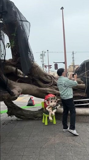 台風で倒れたガジュマル 再生の可能性高く住民安堵 樹木医らの調査結果 沖縄市・胡屋十字路