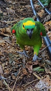 This parrot wants to lose weight, so he's always walking to exercise 😀 #walking #singing #parrot #pet #birds #funny | Maricel Dupla Kileste