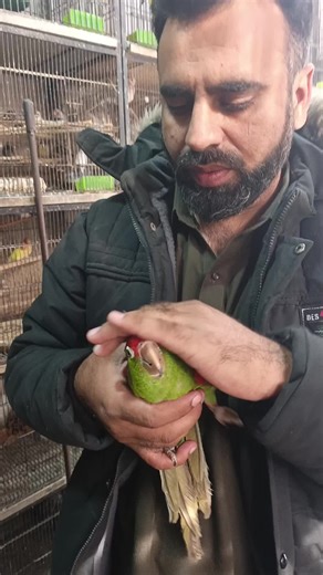 Mitred Conore Lovebirds: Tamed Companions for You