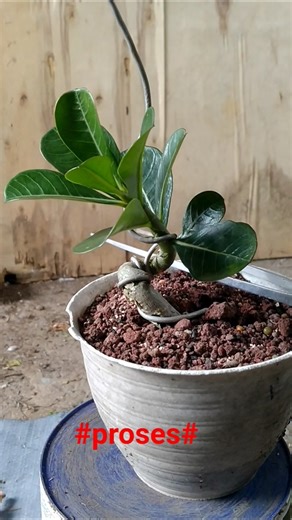 local red adenium#bonsaiadenium#adenium