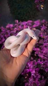 Top 5 Most Friendliest Snakes #facts #animals #wildlife