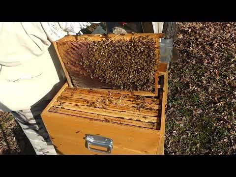 S06E02 | Winter exit: quick check and brood inspection