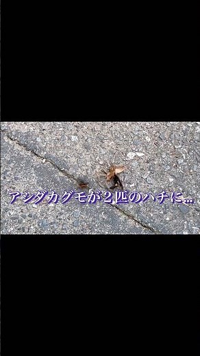 最強かと思われたアシダカグモを狩るハチ・・・オオモンクロクモバチ！ ＃short