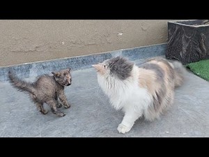 Kitten’s Response to Angry Grumpy Cat | Understanding Cat Emotions