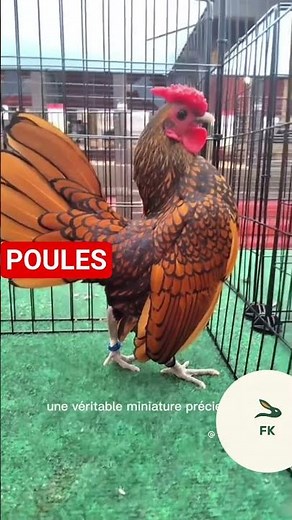 5 breeds of ornamental chickens #chickenbreeding #thesmallbreedingfk #ivorycoast #china #France