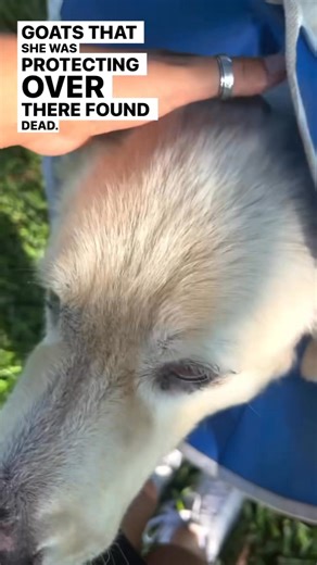 4.3K views · 79 reactions |  In broad daylight, someone shot and killed a Grand Prairie family’s four goats, Oreo, Skittles, Starburst, and Pixie, and left their dog badly injured.Police are investigating. The family is offering a $5,000 reward for information. Grand Prairie, Texas | Call Grand Prairie PD with tips.#GrandPrairie #TexasNews #AnimalCruelty #DallasNews | Vania Castillo | Facebook