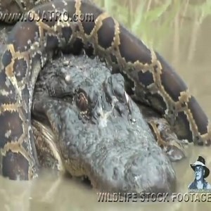 156K views · 883 reactions | Python vs Crocodile Python attacks Crocodile | Myiphoneอุดรธานี มือถือแบรนด์แท้ ราคาถูกสุดในประเทศ | Facebook
