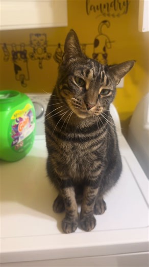 Conversations with Little Kitty #cat #cats | cats