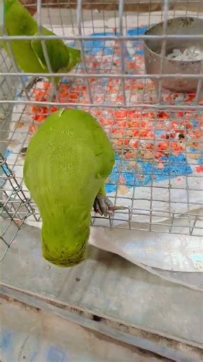 parrot talking new video #parrot #talkingparot #shorts #short #birdsandbabies #ringneckparrot #mithu