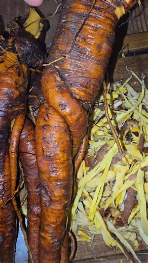 Frolic along with me processing wild foraged Yellow dock root (Rumex crispus) roots washed and ready to be sliced into thin discs and peeled into thin strips to dry and store in our apothecary. Yellow Curly Dock Root is a potent herbal remedy used to support liver detoxification, improve iron absorption for anemia, and relieve chronic skin conditions like eczema and psoriasis due to its alterative (blood-purifying) properties. It acts as a gentle laxative and digestive aid, supporting bile flow 