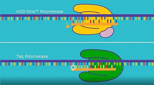 KOD One™ Polymerase