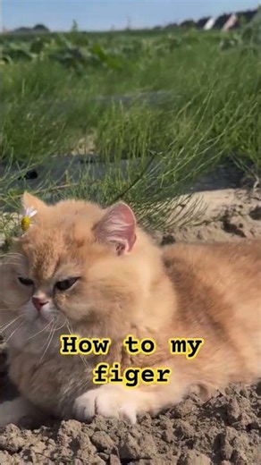 How to my figer #funny #catfails #cute