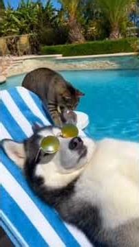 Funny sleeping moments distraction #funnyvideos