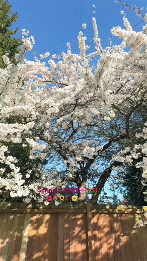 SPRING IS BACK #aesthetic #cute #lifeisbutadream #love #ihavethisthingwithplants #bestdayever#chill