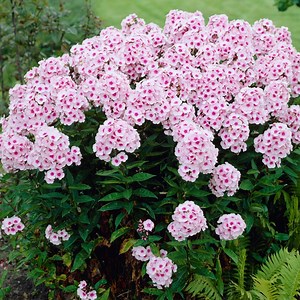 Bright Eyes Phlox, Phlox paniculata | American Meadows