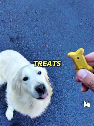 Delivery Driver Turned a Guard Dog Into a Friend 😂🐶#shorts