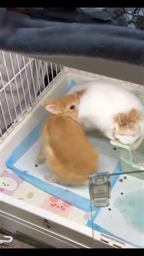 Rabbits Fighting or Playing? 🐰🤔#RabbitBehavior #RabbitFight #BunnyLife #PetRabbit #Shorts #bunny