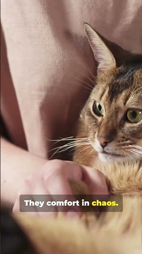 🐕‍🚒 Firefighter K9: When Your Pet Becomes a Hero #firefighter