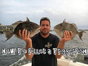 How To Fillet a Triggerfish THE EASY WAY!!