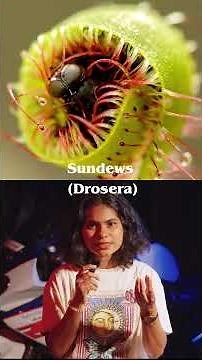 Why So Many Monsters Have this design