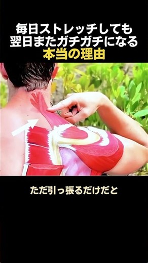 ストレートネック・首の痛みを改善！後頭下筋と僧帽筋のストレッチ