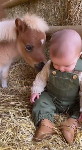 Baby Meets a Tiny Pony 🐴👶 | Daily Derp
