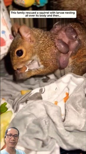 This Squirrel had parasites all over his body and was helped by a girl. #squirrelfeeding #animals