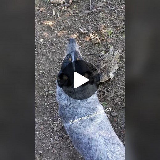 Fallen Aspen Farm on TikTok