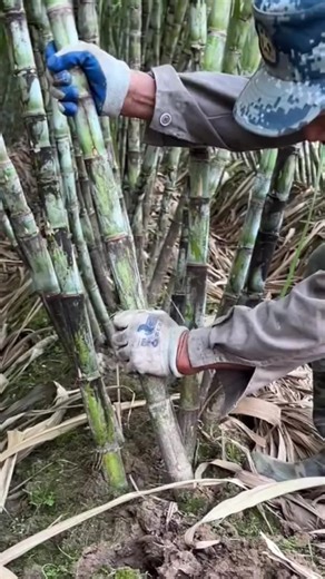 Sugarcane Harvesting Techniques and Processes
