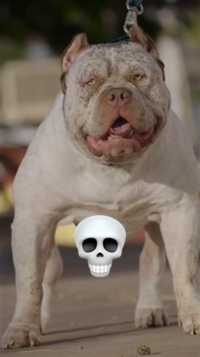 Power of Transportation ☠️Dangerous Pittbull 🐶#pittbull #kangal #cangol #viral #shorts