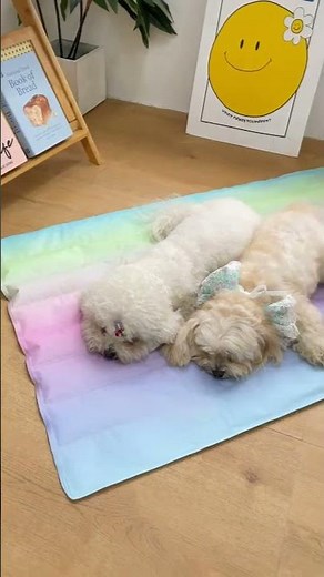 🌈 Keep Your Pets Cool All Summer! Best Cooling Mat Review ❄️ #pet #dog #cat