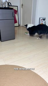 Pet owners love the Rolling Ball with Tail because it stimulates their dog's instincts and keeps them busy, preventing boredom and promoting physical activity! 🐶 ✅ Stimulates natural instincts ✅ Promotes physical activity ✅ Reduces anxiety and boredom Join a host of happy dog owners and secure discounts of up to 40% for a limited time now! 🎁 https://pets-dreams.uk/products/active-rolling-ball-with-tail-for-dogs | Pets Dreams UK