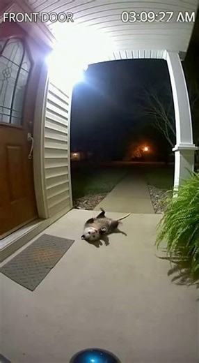 Ring Camera Catches Possum Playing DEAD… Then It Peeks 👀 (Nighttime Motion Alert)