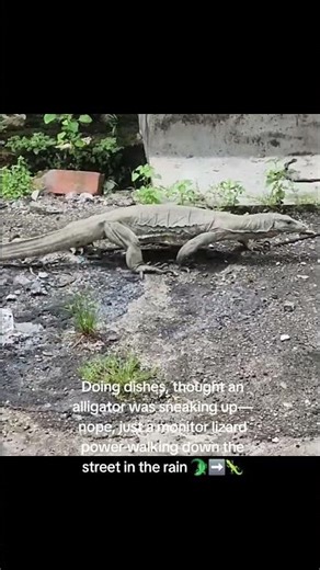 Not an Alligator—Just a Monitor Lizard Power-Walking in the Rain