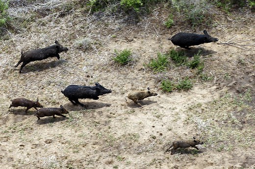 Viral video shows men shooting, killing 23 feral hogs from a helicopter in Texas