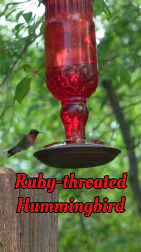 Bird Identification: Ruby-throated Hummingbird