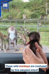 2.6M views · 12K reactions | This baby monkey is meeting his distant relatives ❤️ | Daily Mail Video | Facebook