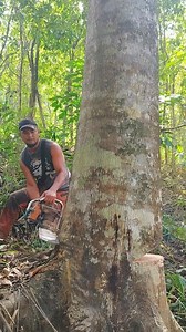 dangerous tree removal | Papz Lumber